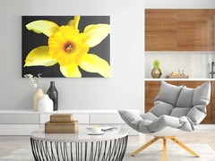 INSIDE THE DAFFODIL, 4×6 » MATTED AND FRAMED PHOTO PRINT, READY TO HANG