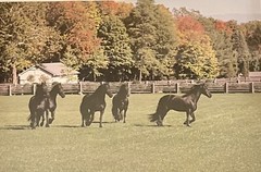 Martha Stewart Photography Collection FRAMED Photo Friesian Horses In Paddock