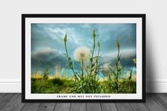 Dandelion Photography Print: Colorado Plains Botanical Stormy Nature Photo