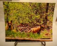 Baby Red Fox , 8×10 photo, Wildlife Photography by Christopher Mathein
