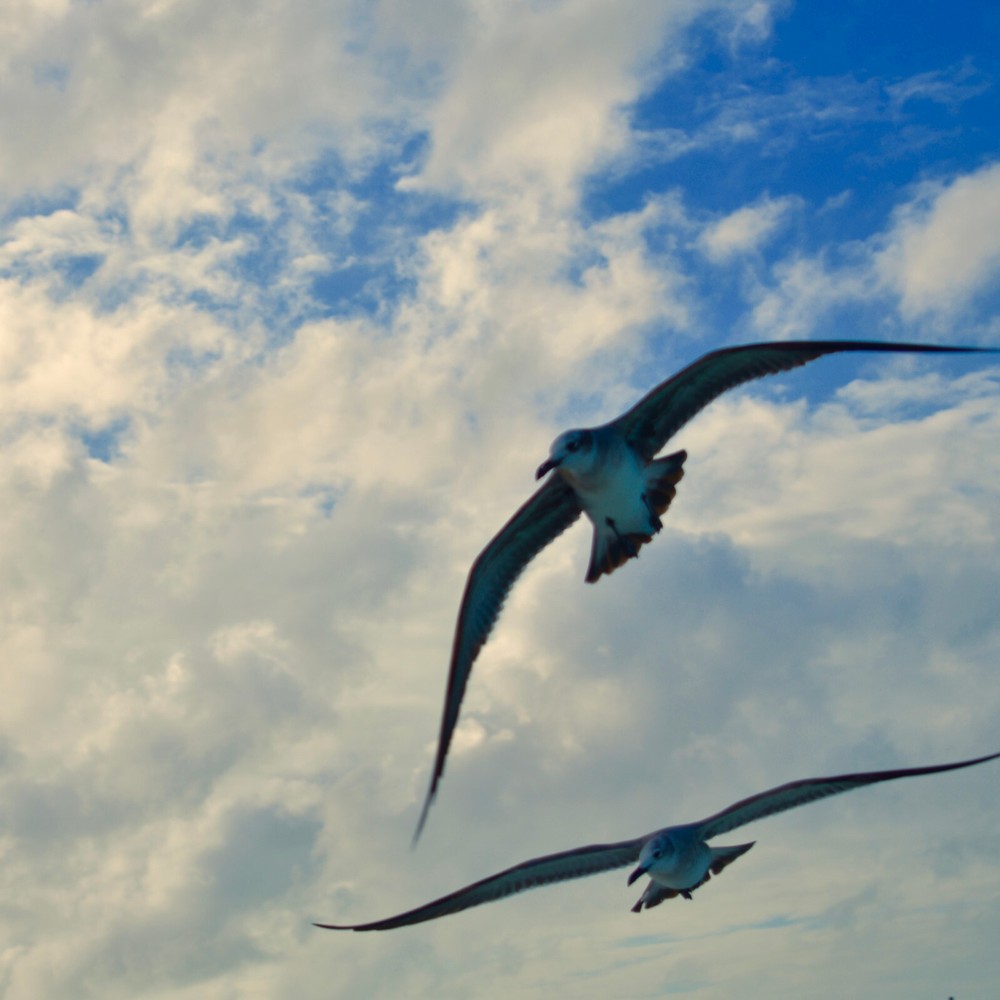Digital Image Photo Wallpaper Background Blue Sky White Cloud Birds Landscape!