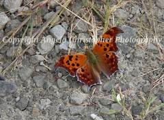 Original ACEO 2.5 x 3.5 in. photo art print QUESTION MARK BUTTERFLY orange black