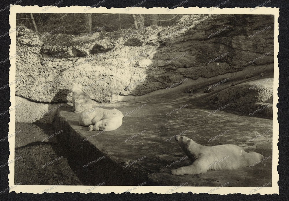 Photo-Munich-Animal Park-Polar Bear-Polar Bears-Enclosure-Architecture-Zoo-24.03.1940-11