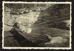 Photo-Munich-Animal Park-Polar Bear-Polar Bears-Enclosure-Architecture-Zoo-24.03.1940-11