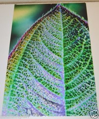 WOW 18″ x 12″ Photo Photograph Print BO BIXLER San Francisco Colorful Plant RARE