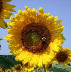 Bee on sunflower 8×8″ photograph print