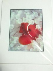 Clownfish Photographs By Mike Bacon, 5×7 In 8×10 Mat Pair