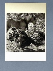 Alen MacWeeney (b. 1939) Art Photo Print Card 1985 Farm Scene Turkeys Horse