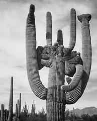 SAGUARO NATIONAL MONUMENT ARIZONA Ansel Adams Fine Art Giclee Reproduction 19×24