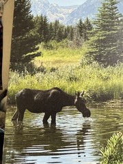 Canvas Photo Print (self Taken Photo) Grand Teton Nation Park With Moose 11×14