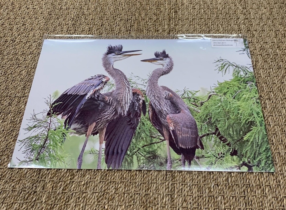 11”x17” Juvenile Great Blue Herons In Nest In SC. Larry McCrea Photography.