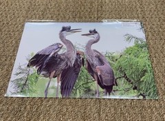 11”x17” Juvenile Great Blue Herons In Nest In SC. Larry McCrea Photography.