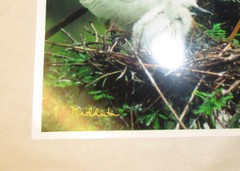Beautiful Photograph of Cattle Egrets, Louisiana 8 x 10″ Signed, Kodak Image