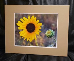 Matted Photograph: Sunflowers 1