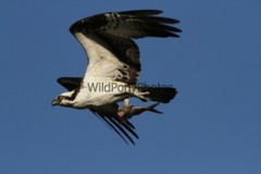 Osprey Photo, Pick One Image – Various Sizes