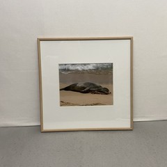 Hawaiian Monk Seal Fine Art Photography Framed Print 16×16 Matted Solid Oak Wood