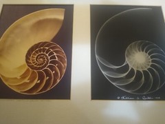 William A. Conklin X-Ray & Color Photo Diptych Chambered Nautilus