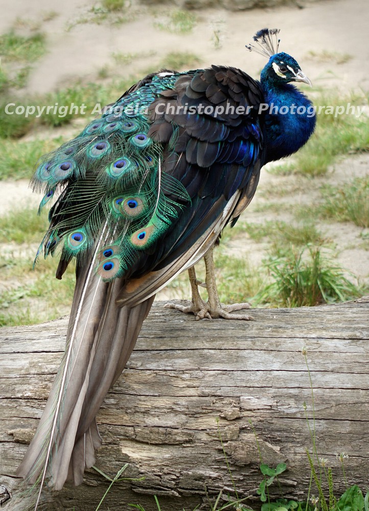 Original ACEO 2.5×3.5 in photo fine art print PEACOCK bird blue green iridescent