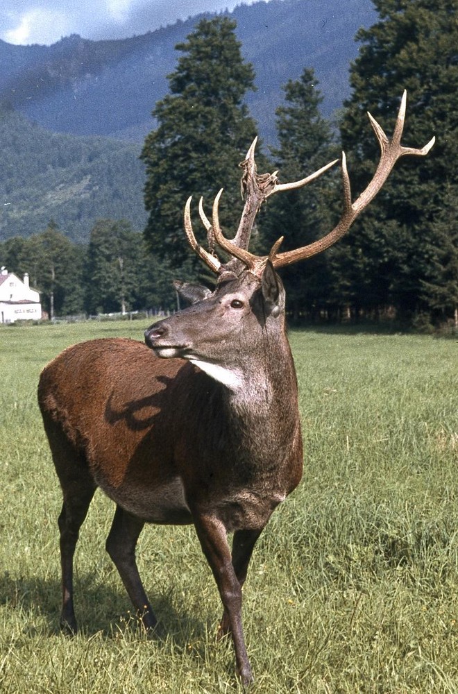 35mm Slide · Animals – Capital Deer