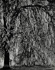 1933 Hein Gorny SUN & TREE Landscape Germany Vintage Photography Fine Art 16×20