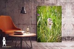 Ground Squirrel – Wildlife Fine Art Photography Prints