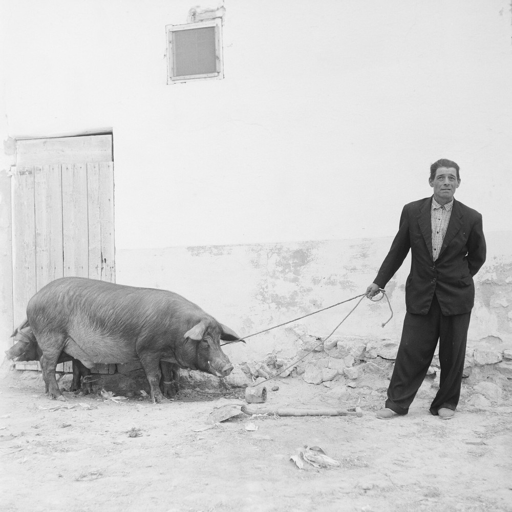 Photo Paper Analog Spain Farmer Pig 1960 Size 40x40cm