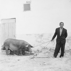 Photo Paper Analog Spain Farmer Pig 1960 Size 40x40cm