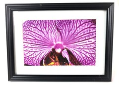 ORCHID WORLD I 4×6 » MATTED AND FRAMED PHOTO PRINT, READY TO HANG, GREAT GIFT!
