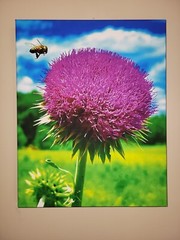 Canvas Photo Bee Landing on Wild Thistle, 16×20 Ltd Ed. Signed Gallery Wrapped
