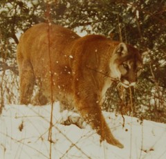 Mountain Lion Stalking in the Snow John Eveland Signed Photo Wood Framed