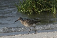 Willet Photo, Pick One Image – Various Sizes