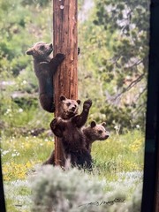 Thomas Mangelsen Framed Limited Edition Color Photo Print – Teton Pole Dancers