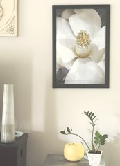 Nature Photography Print Magnolia