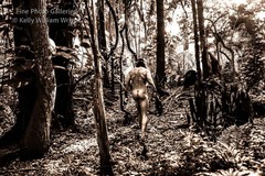 Original Male Nude KELLY WILLIAM WRIGHT Muscle Men JUNGLE WORK #1 – 17×25 Photo