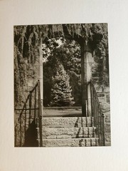 LONESOME PINE LARGE ORIGINAL SIGNED ART PHOTO B&W STETTNER VTG MATTE NJ CAMERA