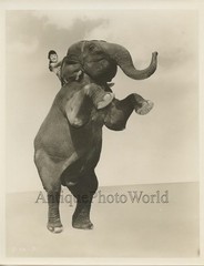 Woman elephants animal trainer vintage circus act photo