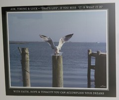 13×16 framed photo of Bird landing on Piling in Backyard across the Bay from LBI