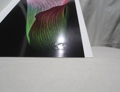 Original Photography Art Print «Calla, Mauve»