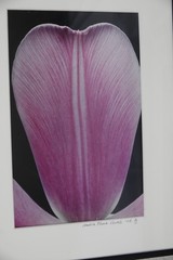 ARTIST PHOTOGRAPHER SIGNED AMALIA ELENA VERALLI PHOTO BOTANICAL TULIP PETAL 2002