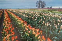 Tom Adams Photography Field of Tulips Wooden Shoe Farm Oregon Photo Art 11X14