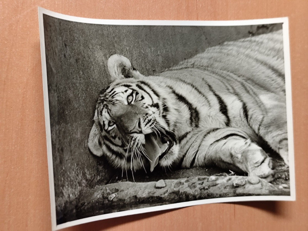 Photo Tiger Predator Big Cat Photo Fi