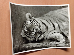 Photo Tiger Predator Big Cat Photo Fi