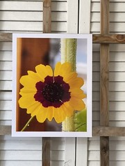 Landscape photograph- Plains Coreopsis 8.5×11