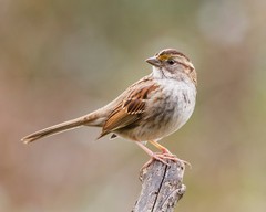 White-Throated Sparrow Bird 8×10 8″x10″ Photograph Print