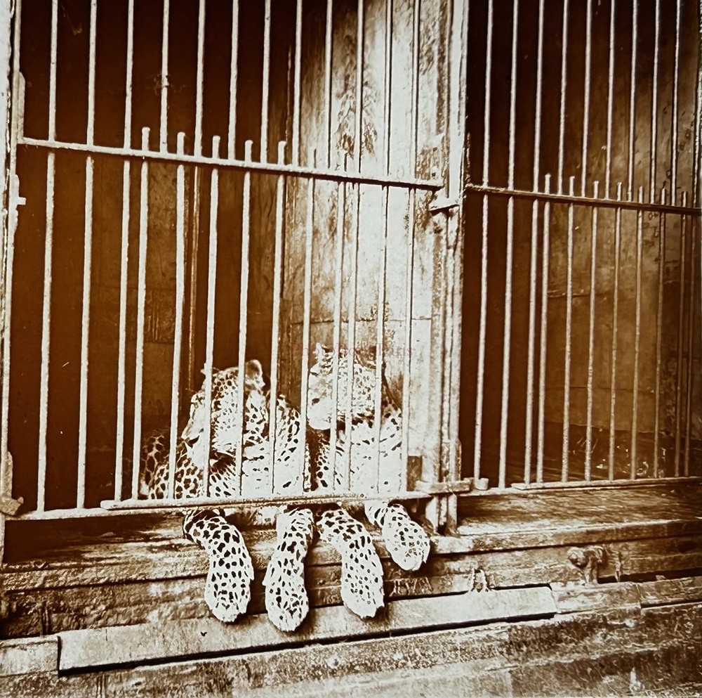 Algeria Oran Tigers IN A Cage Photo Stereo Plate De Verre Vintage