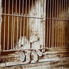 Algeria Oran Tigers IN A Cage Photo Stereo Plate De Verre Vintage