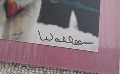Sharon Walleen Photographs Alaska Mt McKinley Sled Dogs Grizzly Bears 5 X 7 Inch