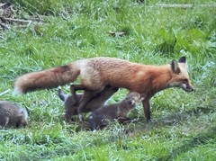 Doug Grim Wildlife Photo 8 X 10 Fox & Babies Matte Finish Corner Bent 2018