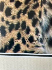 Wildlife Photography – Proud Warrior by Thomas Mangelson with COA