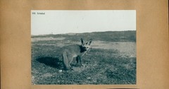 Photo 1906, Grootfontein Namibia German South West Africa, Jackal – 10506926